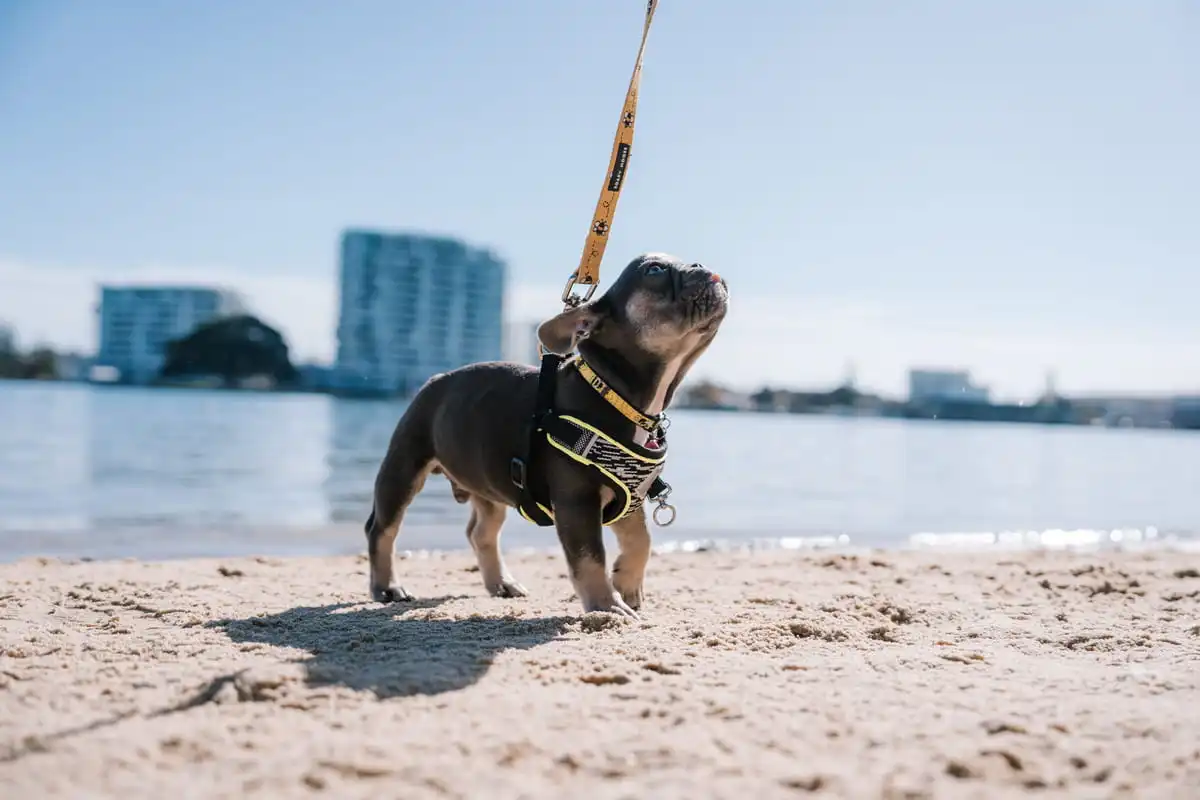 Dog on a lead on the beach